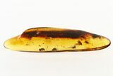 Detailed Fossil Flies and Parasitic Wasp in Baltic Amber #275404-1